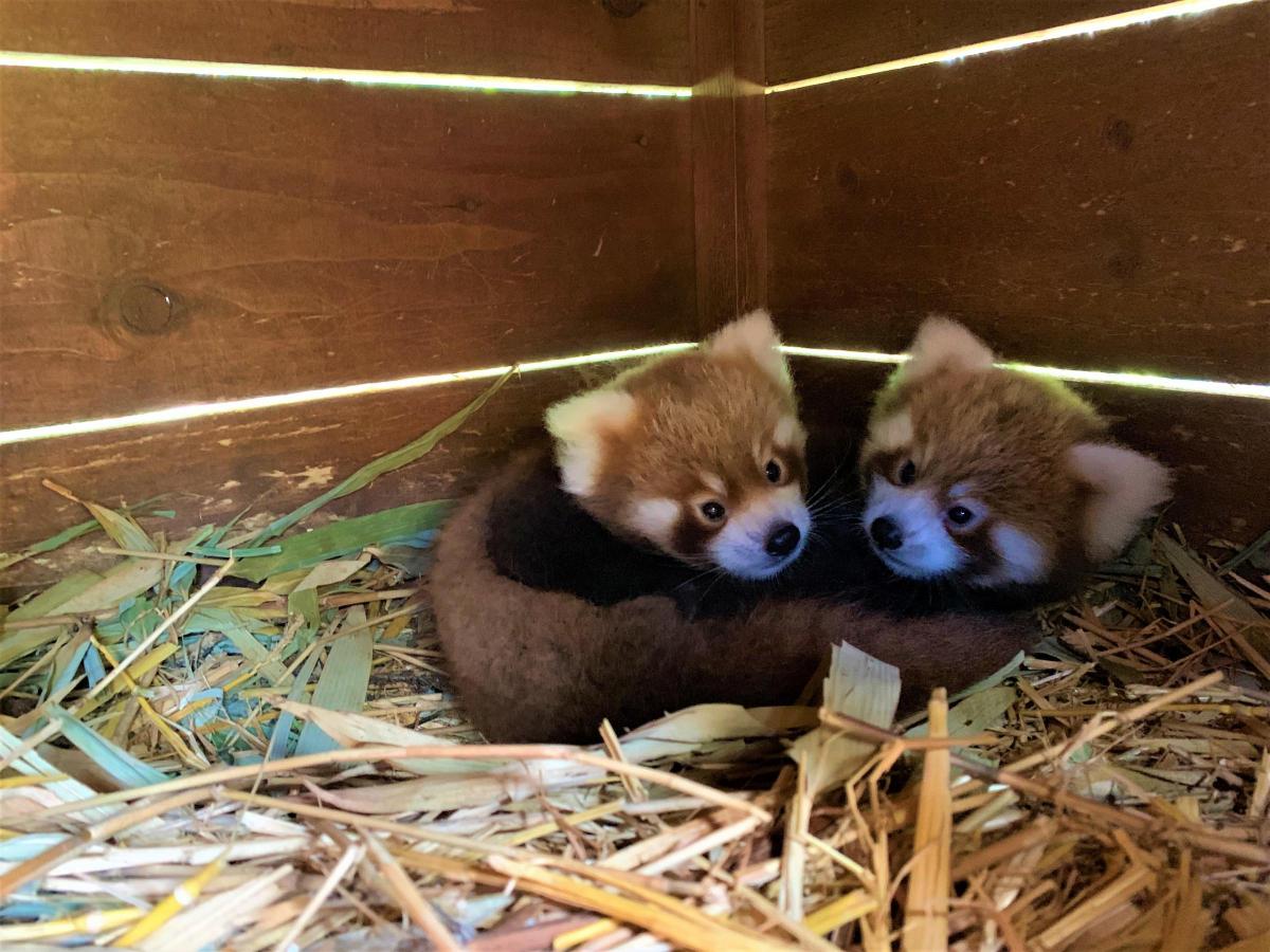 Zoo Diary Birth Of Two New Red Pandas Is Great News For Conservation The Mail