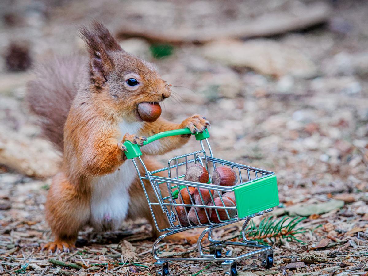 Weird Uk News A Red Squirrel Is Pictured Panic Buying The Mail