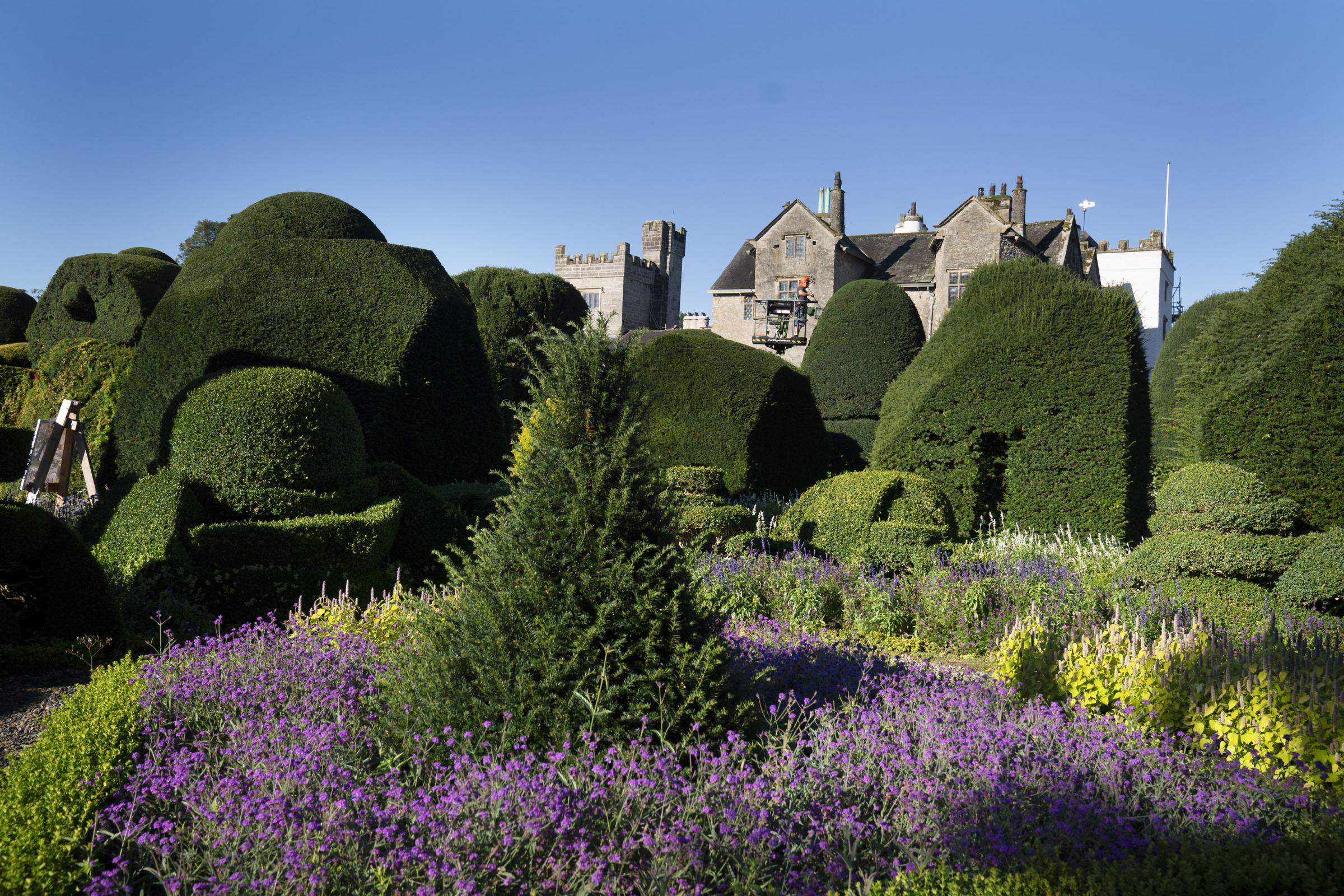 The trimming of the worlds oldest topiary gets underway at Levens Hall in Kendal, Cumbria. Head gardener for 38 years Chris Crowder 61, starts the trimming using a cherry picker which will take 2 months to complete. Levens Hall, a privately-owned house