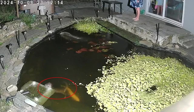 Locals have reported that the animals are breaking into their ponds and killing their Koi Carp fish