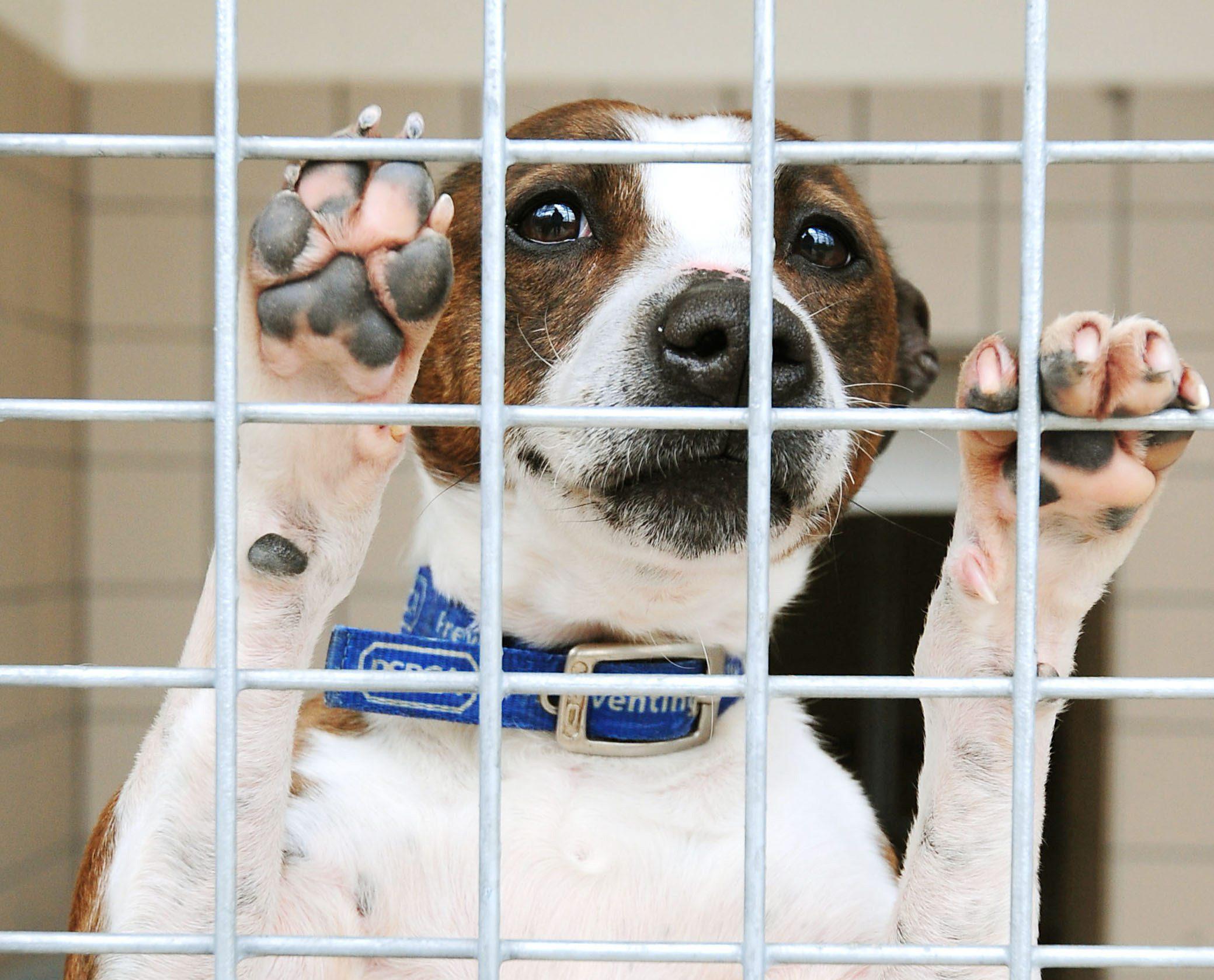 type staffie